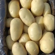 【沃土5号】河南开封基地直供质量保证黄皮黄心全国发货