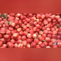 中油16个大，果面干净，硬度好，物美价廉哦！