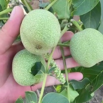 青皮核桃大量发货产地直发价格优惠