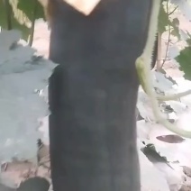 精品冬瓜上市，有需要的老板快联系