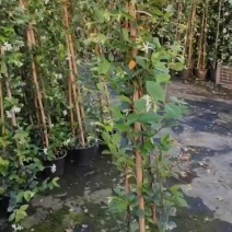 风车茉莉花