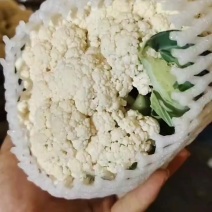 河北昌黎有机花大量上市需要的联系