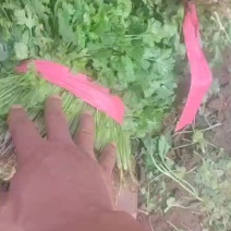 香菜