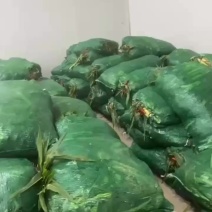玉米笋，海底捞规格