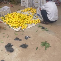 蒙阴蜜桃