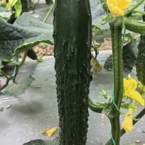 黄瓜