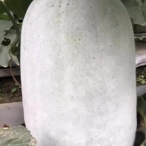 冬瓜青皮白皮冬瓜