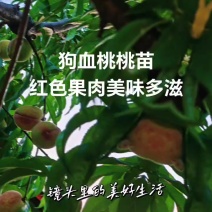 狗血桃桃苗，红色果肉香甜可口