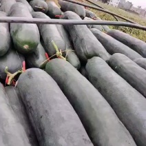 广西黑皮吊冬瓜大量上市，条形好皮毛干净价格便宜0.1