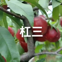 杠三黄肉油桃已还有货，个头大，硬度好，果面干净