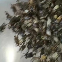 螃蟹苗大闸蟹蟹苗毛蟹蟹苗扣蟹蟹苗.提供技术视频看货