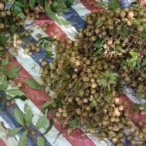 【龙眼】湛江覃斗石硖龙眼产地直发，强势供应可视频看货