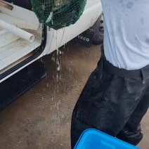 杂交斑鳜