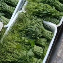 贵州高山龙须菜，