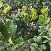 川佛手苗