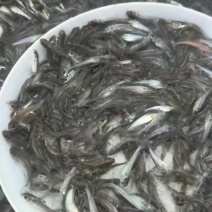 优质叉尾鮰鱼苗货源充足量大从优全国发货诚信经营