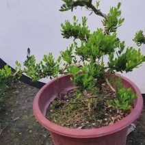 广东雀舌皱皮黄杨小精品