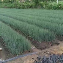 湛江小葱
