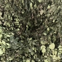 青花椒