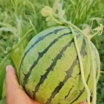 河北廊坊产区，陆地小京欣大量上市，口感好，小薄皮，不嫁接