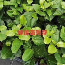 《百香果苗》钦蜜9号百香果苗嫁接苗/基地直发全国供应批发
