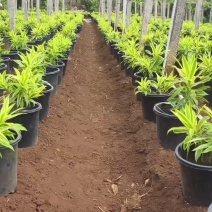 湛江地区，梦幻百合竹小苗产地直供，万亩种植基地大量批发