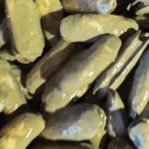 指甲螺海蛏子批发自助餐海鲜