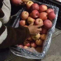 山东沂源红苹果
