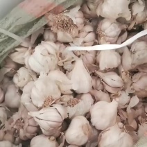 红根祘苗种子到货