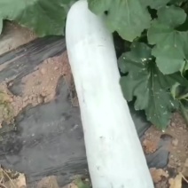 长条白皮冬瓜大量上市了