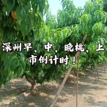 深州市早中晚桃大量上市！