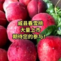 春雪春美春丽代收代发