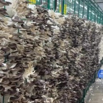 颗颗饱满的秀珍菇