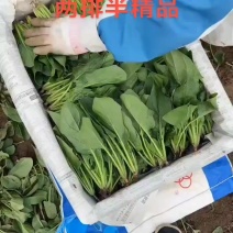 精品菠菜