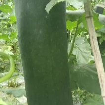 欣翔果蔬合作社大量供应吊冬瓜