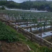 精品高山丝瓜，可长期代收代办