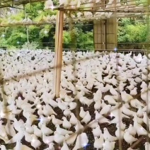 广东潮连鸽