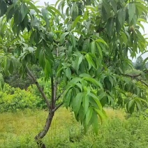 锦绣黄桃