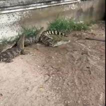 活体鳄鱼