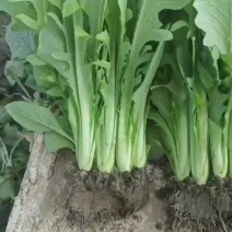 博白甜麦菜苗