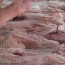 鸽子发规格齐全工厂直发