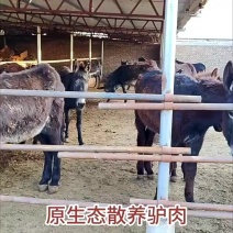 驴肉新鲜现杀5斤正宗农家散养驴肉生鲜真空冷链河北特产驴肉