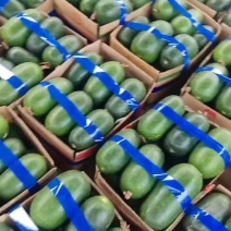 山东精品水果小冬瓜，一串铃冬瓜，产地直销，代发全国。