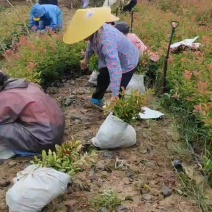 红叶石楠