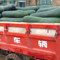 吊冬瓜