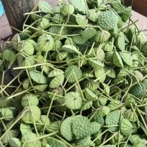 浙江金华莲蓬200亩，新鲜采摘，批发零售全国各地。