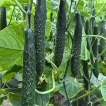 山东精品密刺黄瓜，顶花带刺，销路好，保质保量，全国发货