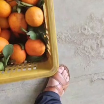 广西沃柑