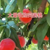 《突围桃》山西红桃/突围桃桃子-对接全国市场发货坏果包赔