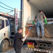 东北一点红蒜苗大量上市了，欢迎新老顾客前来洽谈选购，
